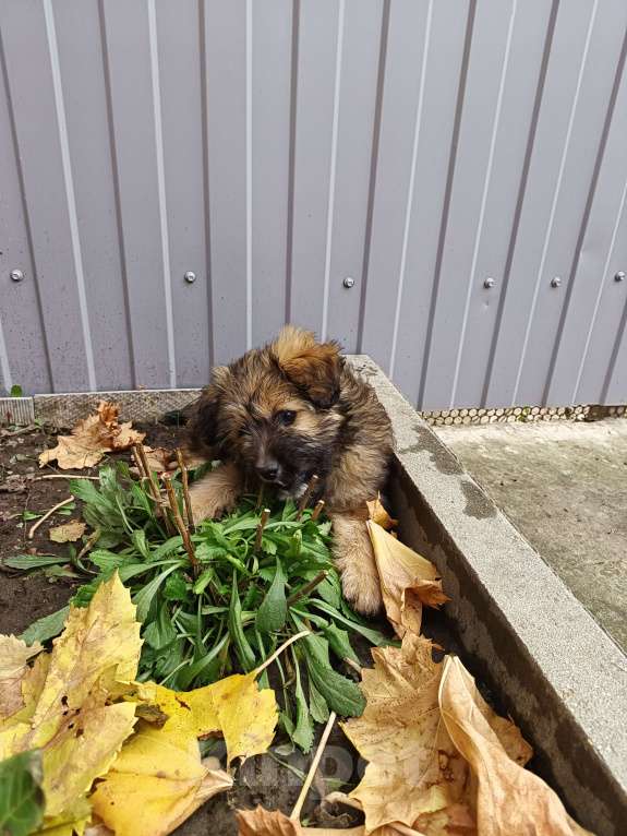 Собаки в Краснодаре: Щенок в добрые руки Девочка, 1 руб. - фото 5