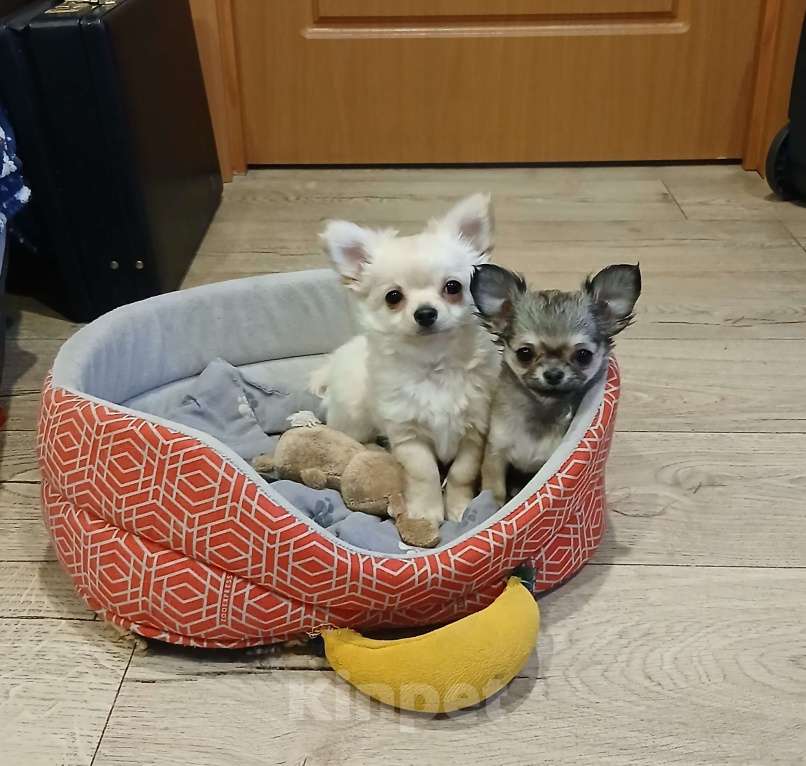 Собаки в Мурманске: Чихуахуа длинношерстная щенок Девочка, 40 000 руб. - фото 3