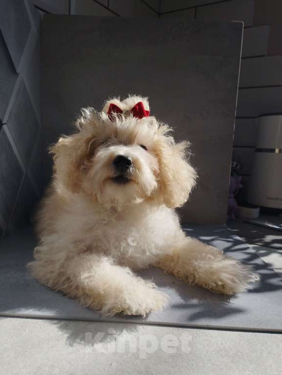 Собаки в Москве: Девочка той-пудель щенок Девочка, 60 000 руб. - фото 1