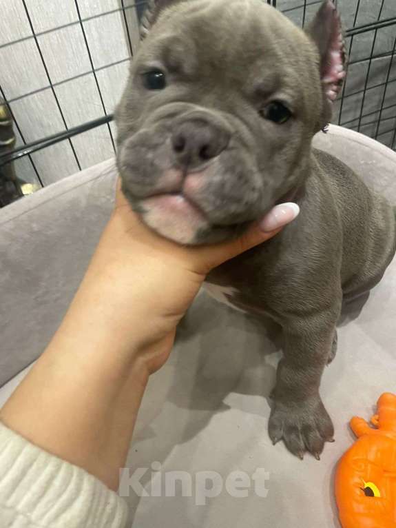 Собаки в Новосибирске: Щенки американского булли — лилак, голубые, тигровый Разнополые, Бесплатно - фото 2