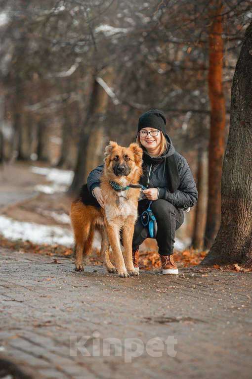 Собаки в Москве: Малыш ищет семью! Мальчик, Бесплатно - фото 1