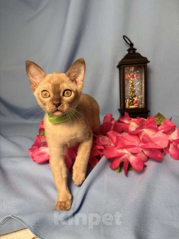 Кошки в Москве: Бурманские котята Девочка, 50 000 руб. - фото 1