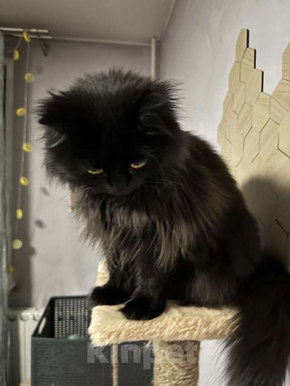 Кошки в Москве: Ласковая кошечка ищет дом Девочка, Бесплатно - фото 3