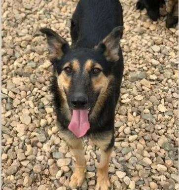 Собаки в Москве: Тоби Девочка, Бесплатно - фото 3