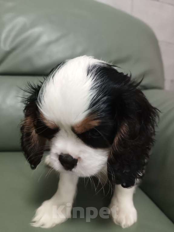 Собаки в Екатеринбурге: Продаю щенка  Мальчик, 100 000 руб. - фото 2