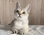 Кошки в Домодедово: Сингапура, Сингапурская кошка, котята , Москва Разнополые, Бесплатно - фото 8