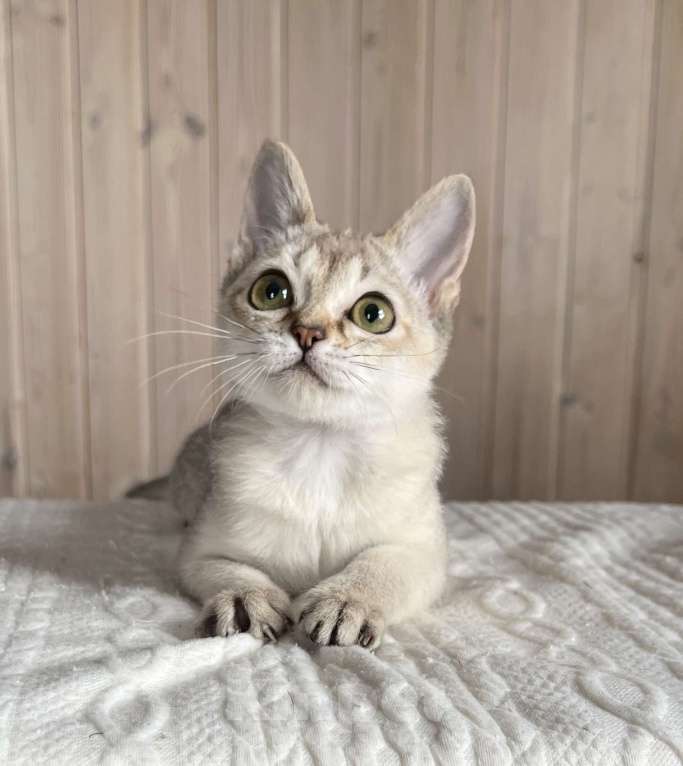 Кошки в Домодедово: Сингапура, Сингапурская кошка, котята , Москва Разнополые, Бесплатно - фото 8