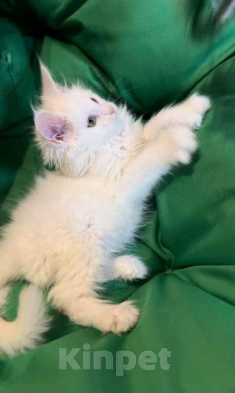 Кошки в Москве: Белый мальчик полидакт Мальчик, 50 000 руб. - фото 1