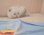 Кошки в Кинешме: Котик  Мальчик, 1 руб. - фото 1