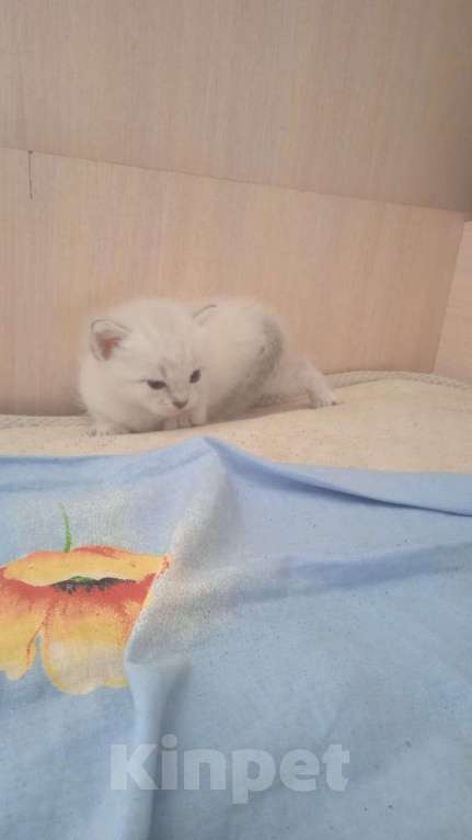 Кошки в Кинешме: Котик  Мальчик, 1 руб. - фото 1