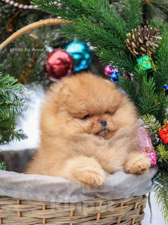 Собаки в других городах Московской области: Померанский шпиц щенок мальчик оранж Мальчик, 100 000 руб. - фото 7