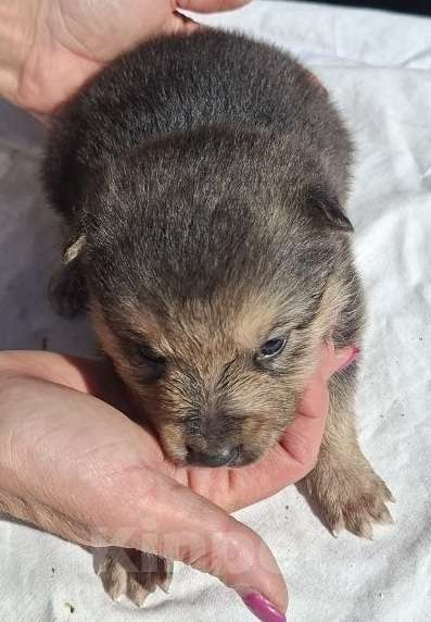 Собаки в других городах Московской области: Щенков хотят выбросить на помойку Мальчик, Бесплатно - фото 5