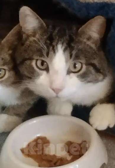 Кошки в Москве: Очень обстоятельный котик Борис ищет семью Мальчик, Бесплатно - фото 1