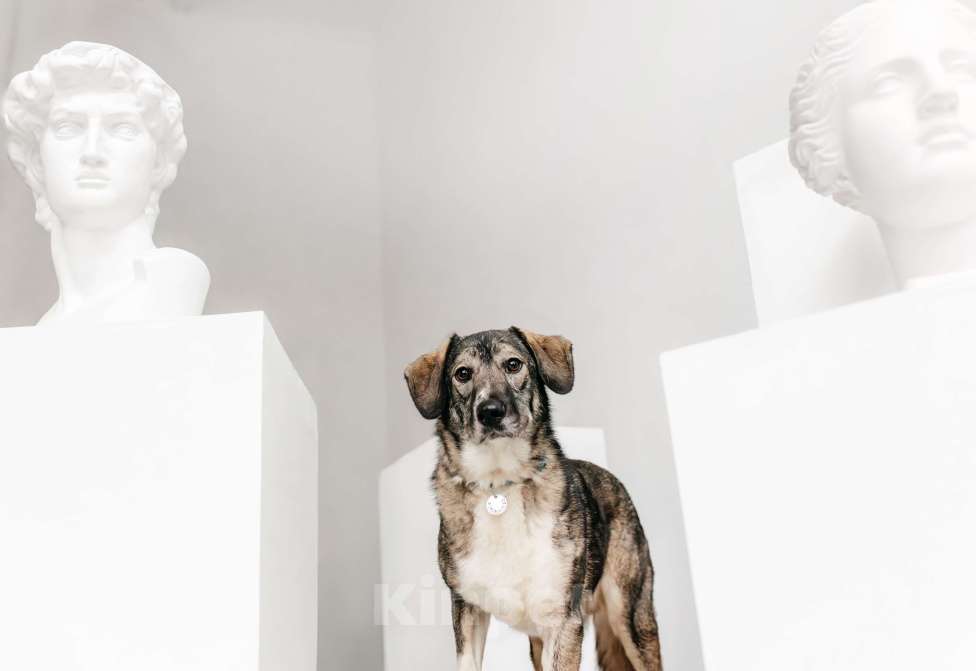 Собаки в Москве: Спокойная и добрая Диона  Девочка, Бесплатно - фото 6