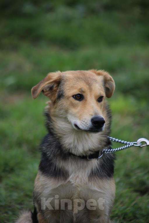 Собаки в Москве: Джуди. Нежный шнурочек Девочка, 1 руб. - фото 3