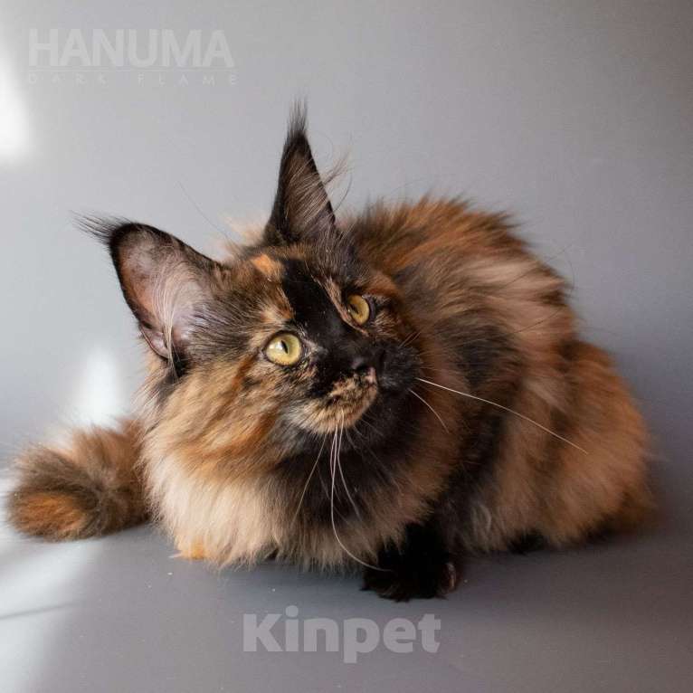 Кошки в других городах Воронежской области: Hanuma Dark Flame Девочка, Бесплатно - фото 7