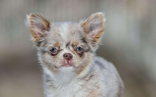 Мальчик чихуахуа лиловый мрамор мерле с подпалом