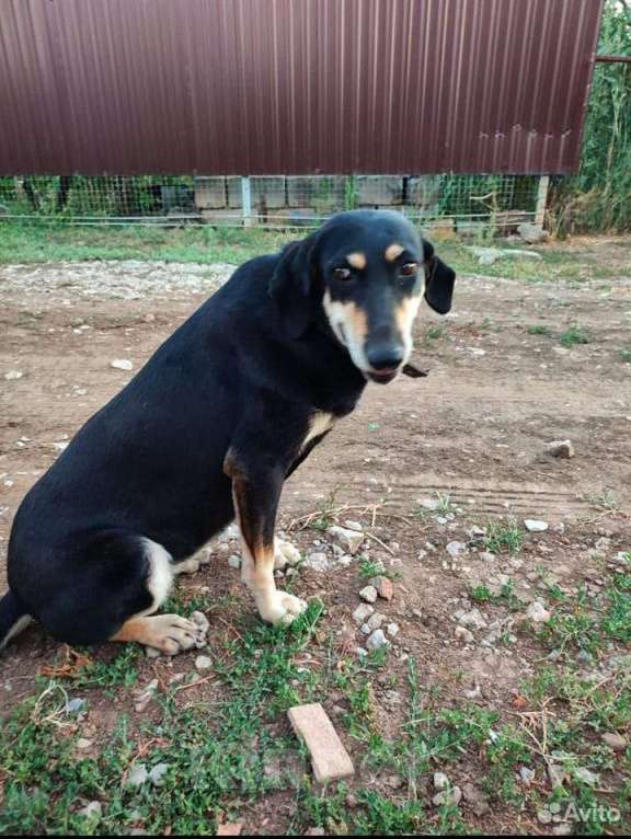 Собаки в Астрахани: Отдам в хорошие руки Девочка, Бесплатно - фото 3