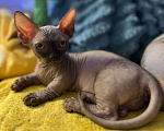Кошки в Щелково: Котенок бамбино (сфинкс) Девочка, 45 000 руб. - фото 3