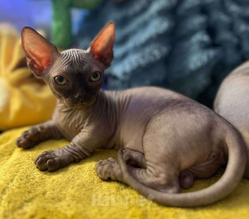 Кошки в Щелково: Котенок бамбино (сфинкс) Девочка, 45 000 руб. - фото 3