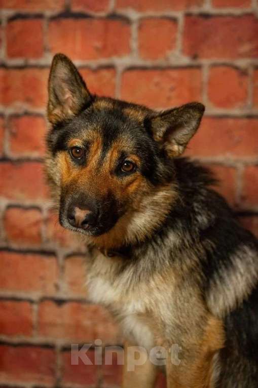 Собаки в Ногинске: Дейзи — дипломат с хвостом! Девочка, Бесплатно - фото 4