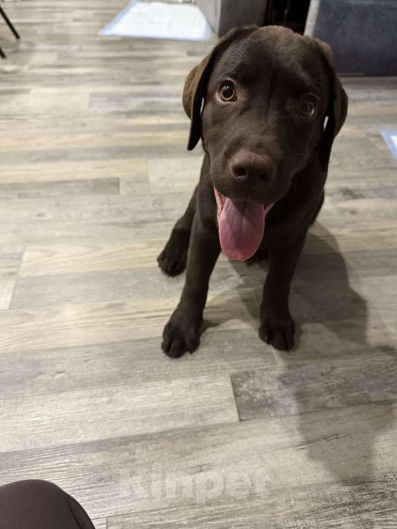 Собаки в Подольске: Щенок лабрадор-ретривер Мальчик, Бесплатно - фото 3