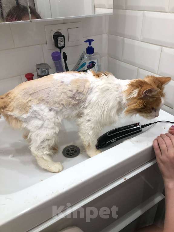 Кошки в Самаре: Найден кот Мальчик, Бесплатно - фото 2