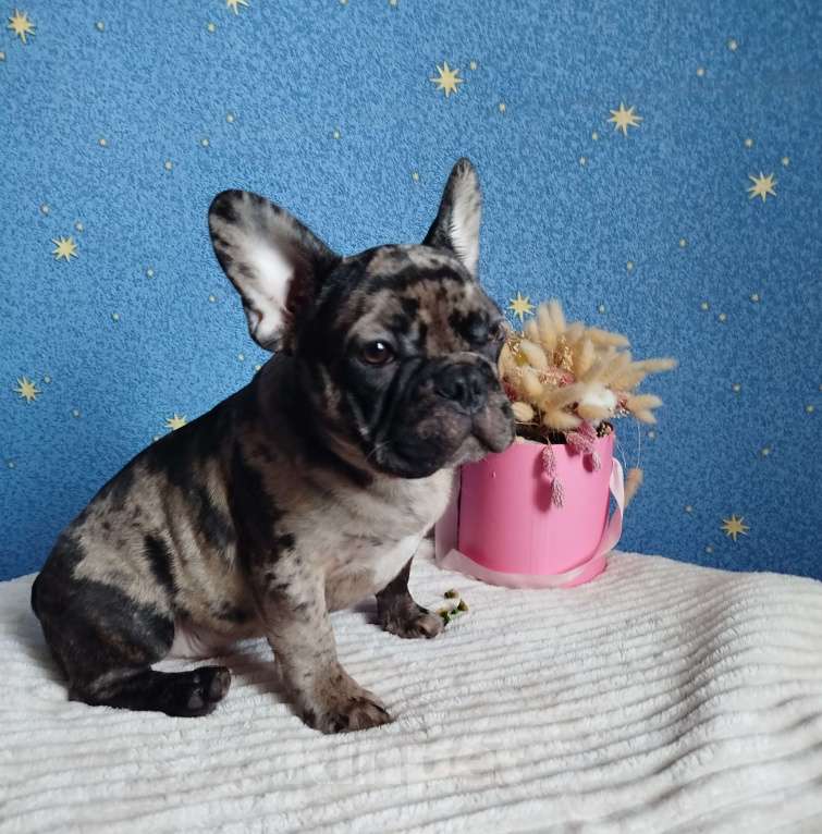 Собаки в Москве: Мальчик французский бульдог Мальчик, 55 000 руб. - фото 4