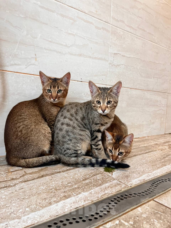 Кошки в Люберцах: Котята чаузи ф1b Девочка, 150 000 руб. - фото 1