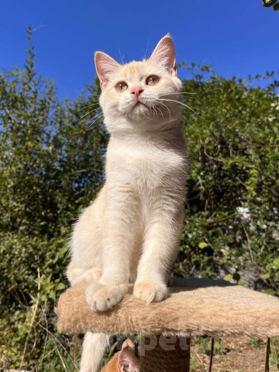 Кошки в Геленджике:  золотой котенок Мальчик, 9 000 руб. - фото 5