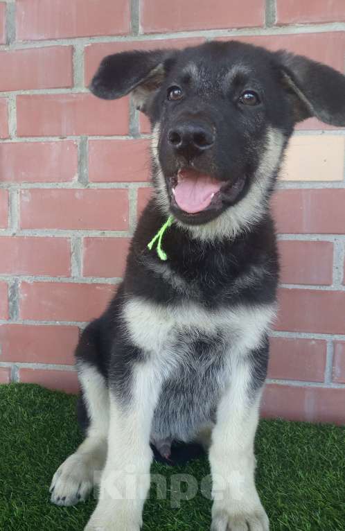 Собаки в других городах Амурской области: Щенки восточноевропейской овчарки, ВЕО, овчарки Девочка, 30 000 руб. - фото 7