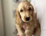 Собаки в Москве: Чистокровный ласковый кокер-спаниель  Мальчик, 60 000 руб. - фото 1