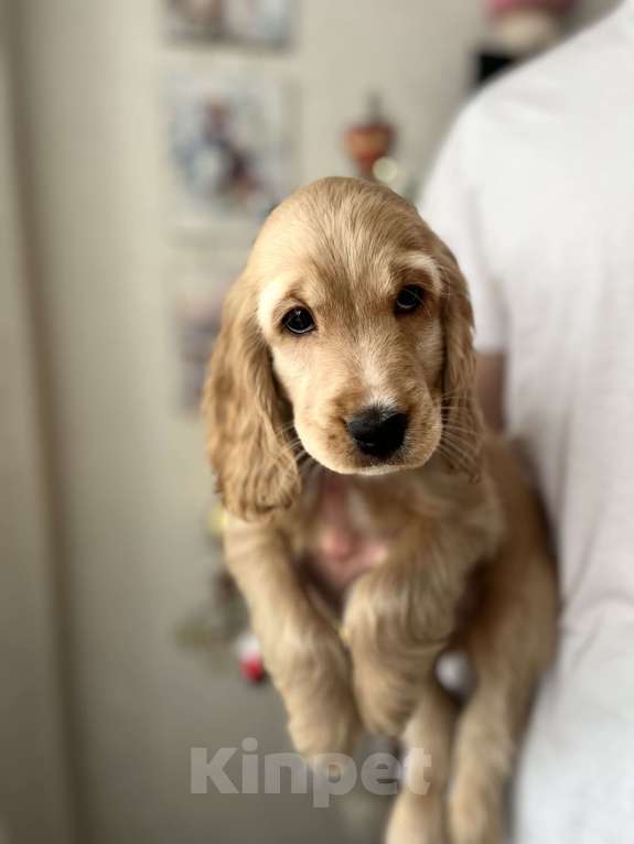 Собаки в Москве: Чистокровный ласковый кокер-спаниель  Мальчик, 60 000 руб. - фото 1