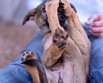 Собаки в Ногинске: Шанель - щенок в поиске дома Девочка, Бесплатно - фото 7