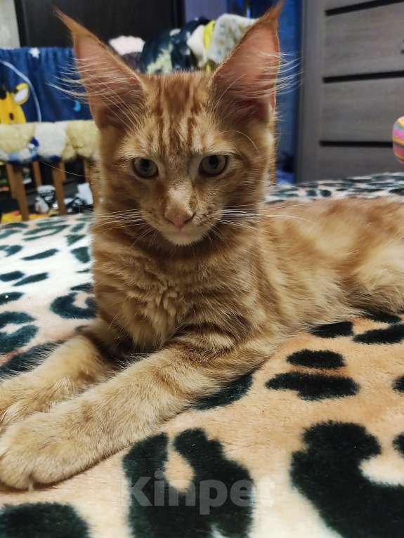 Кошки в Щелково: Ржавый Мальчик, 25 000 руб. - фото 3