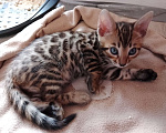Кошки в Санкт-Петербурге: Бенгальская кошечка Девочка, 55 000 руб. - фото 2