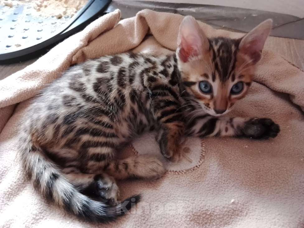 Кошки в Санкт-Петербурге: Бенгальская кошечка Девочка, 55 000 руб. - фото 2