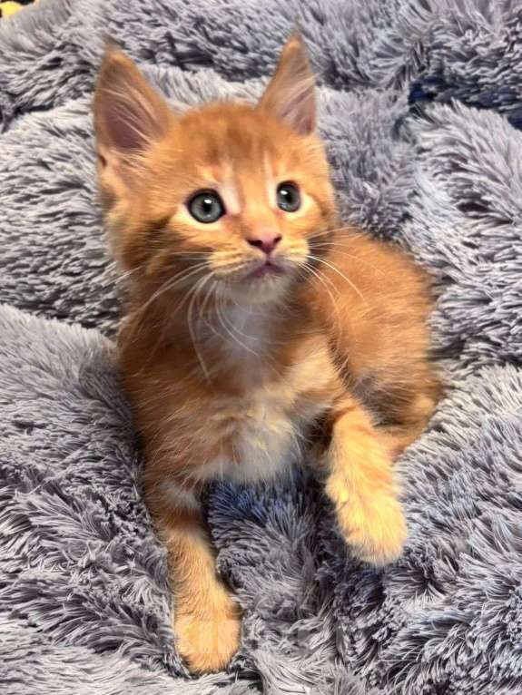 Кошки в Санкт-Петербурге: котенок мейн-кун# Мальчик, 50 000 руб. - фото 2