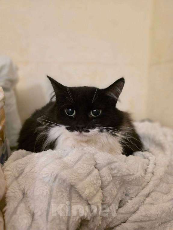 Кошки в Балашихе: Бэтти Девочка, Бесплатно - фото 1