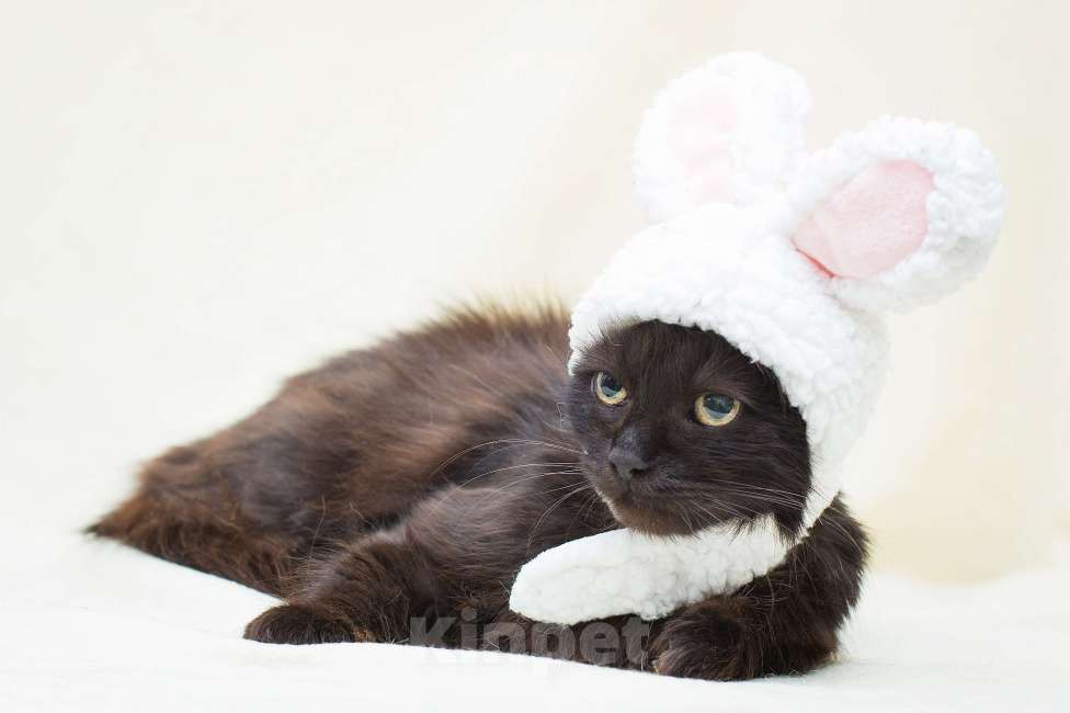 Кошки в Москве: Укотовим семью без вредных привычек и финансовых трудностей Девочка, Бесплатно - фото 5