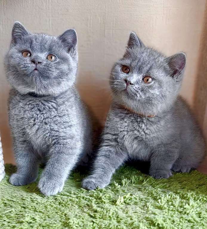 Кошки в Москве: Британские к/ш котята Разнополые, Бесплатно - фото 9