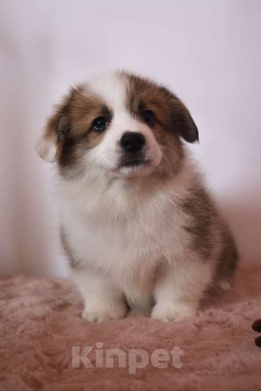 Собаки в других городах Московской области: Вельш Корги Пемброк Мальчик, 60 000 руб. - фото 1