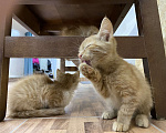 Кошки в Ковровом: Котёнок в добрые руки Мальчик, Бесплатно - фото 3