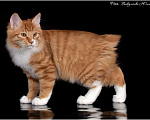 Кошки в Краснодаре: Курильский бобтейл Мальчик, 35 000 руб. - фото 5