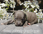 Собаки в Саратове: Dom Arkudy Jag Paper Мальчик, 50 000 руб. - фото 2
