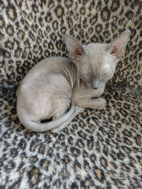 Кошки в Смоленске: Бархатные котята Девочка, 35 000 руб. - фото 8