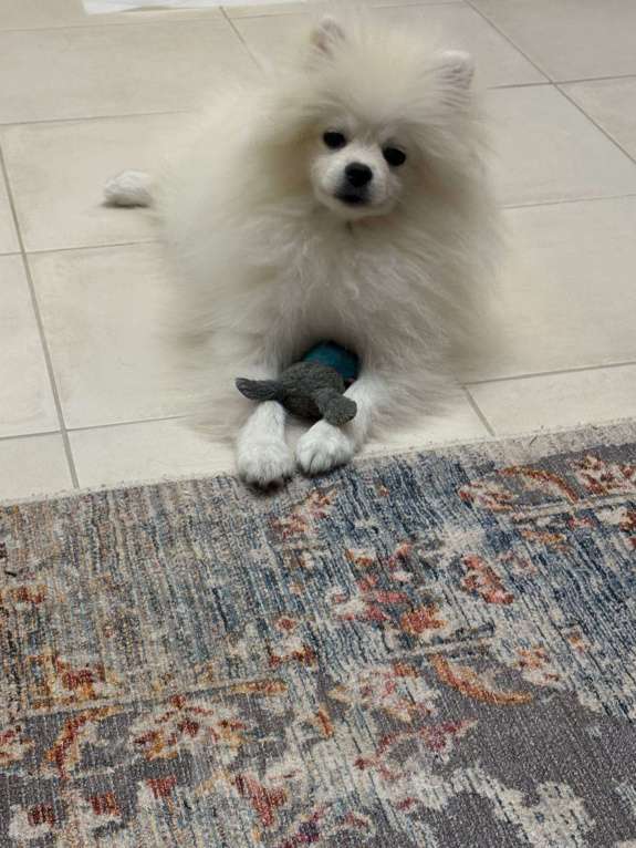 Собаки в Люберцах: Продам щенка померанского шпица Мальчик, 15 000 руб. - фото 6