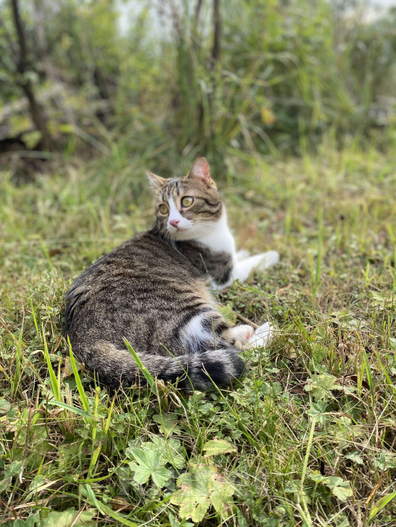 Кошки в других городах Московской области: 📌ПОТЕРЯЛСЯ КОТ📌 помогите найти за вознаграждение  Мальчик, 10 000 руб. - фото 5