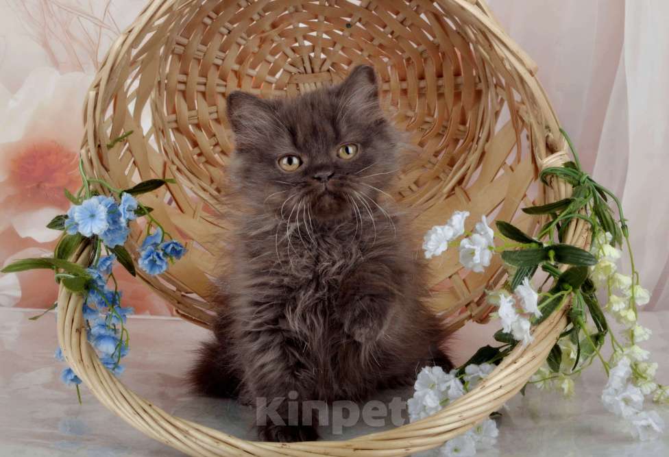 Кошки в Санкт-Петербурге: Британский котенок, девочка мулатка-шоколадка Девочка, 38 000 руб. - фото 3