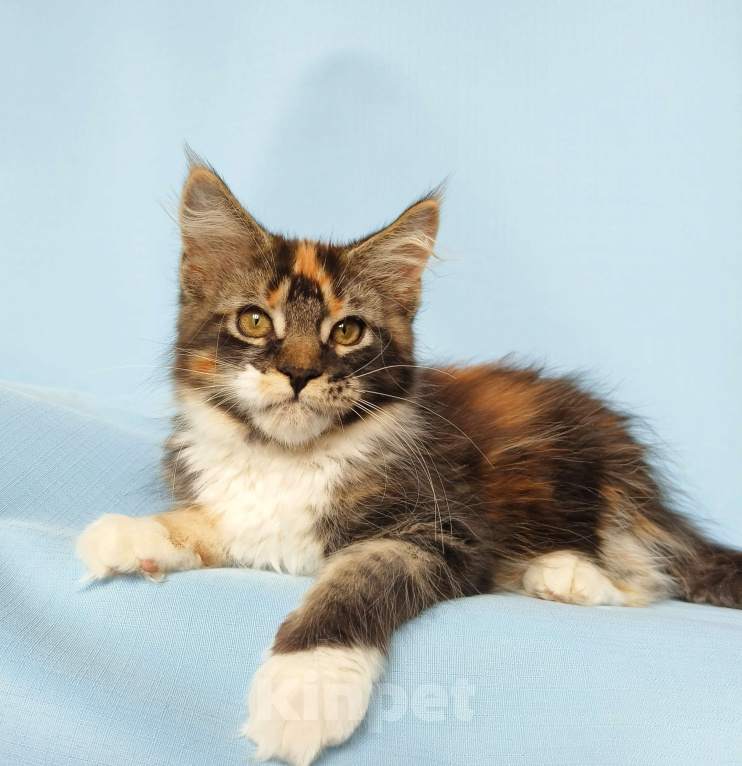 Кошки в Москве: Котята Мейн-Кун из питомника. Девочка Девочка, 45 000 руб. - фото 7